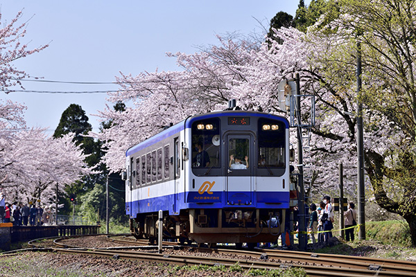 能登鹿島駅の桜（イメージ）