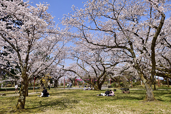 小丸山城址公園の桜（イメージ）
